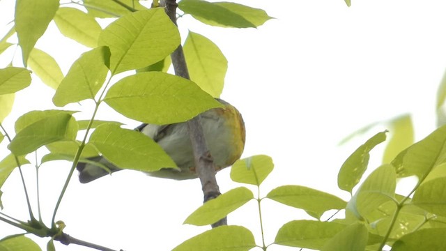 Northern Parula - ML573250891