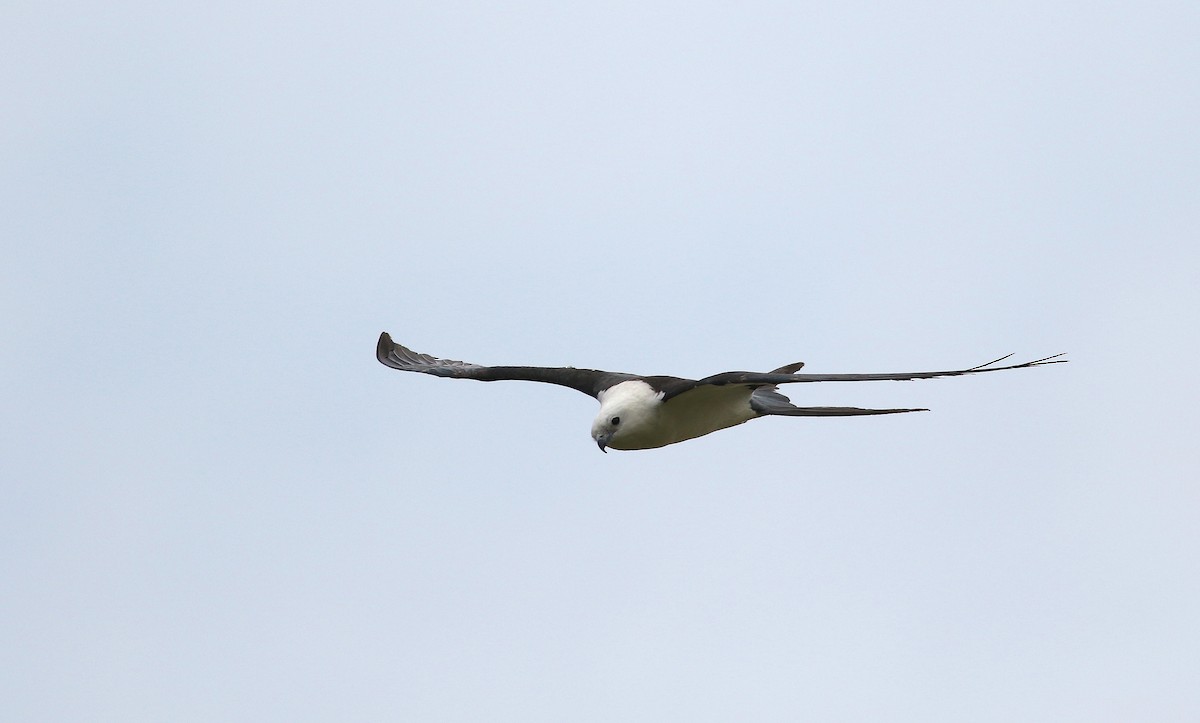 Swallow-tailed Kite - ML573251031