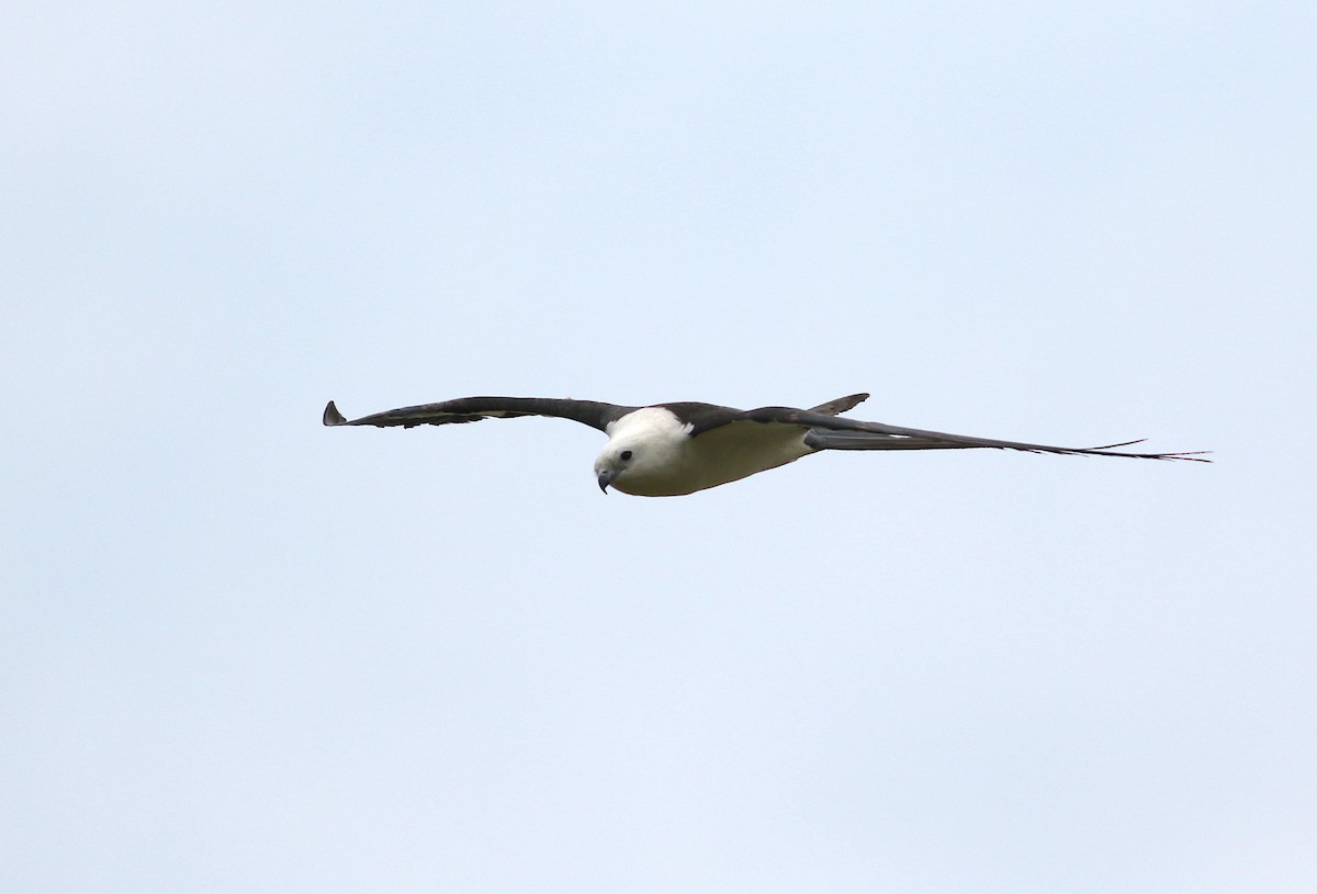 Swallow-tailed Kite - ML573251091