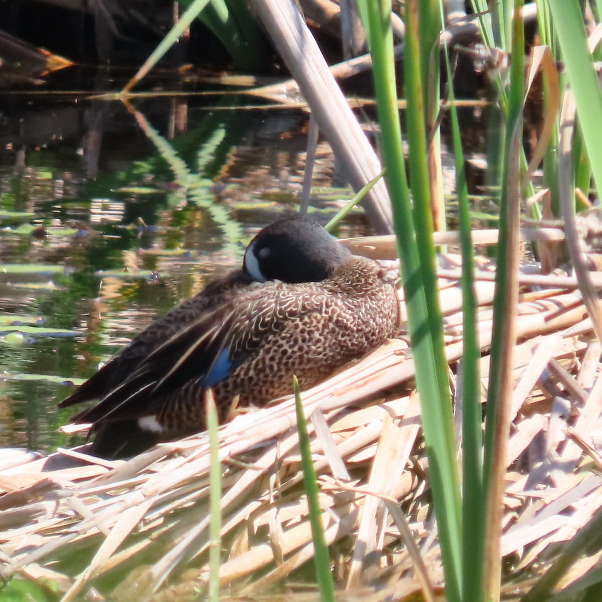 Blue-winged Teal - ML573251161