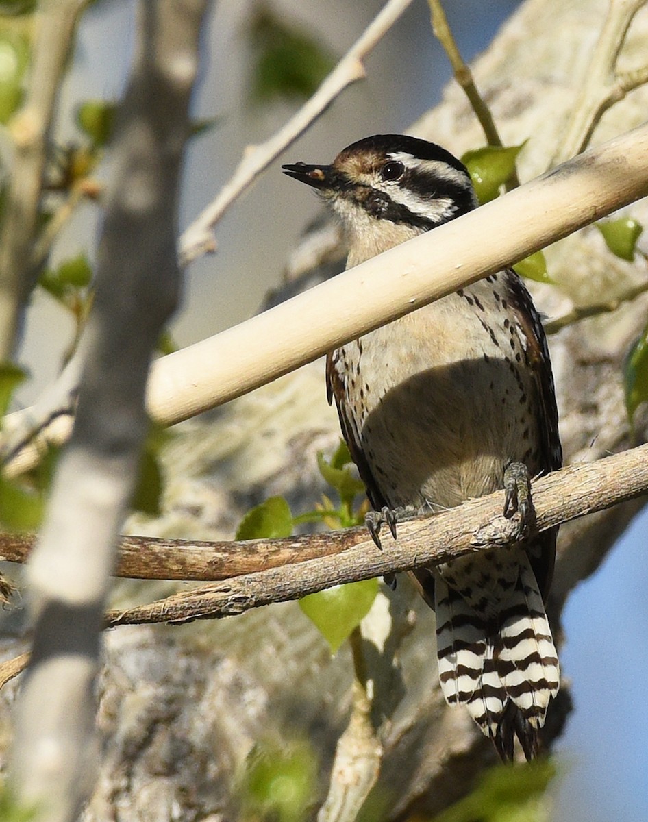 Ladder-backed Woodpecker - Steven Mlodinow