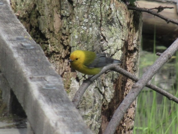 Prothonotary Warbler - ML573251931