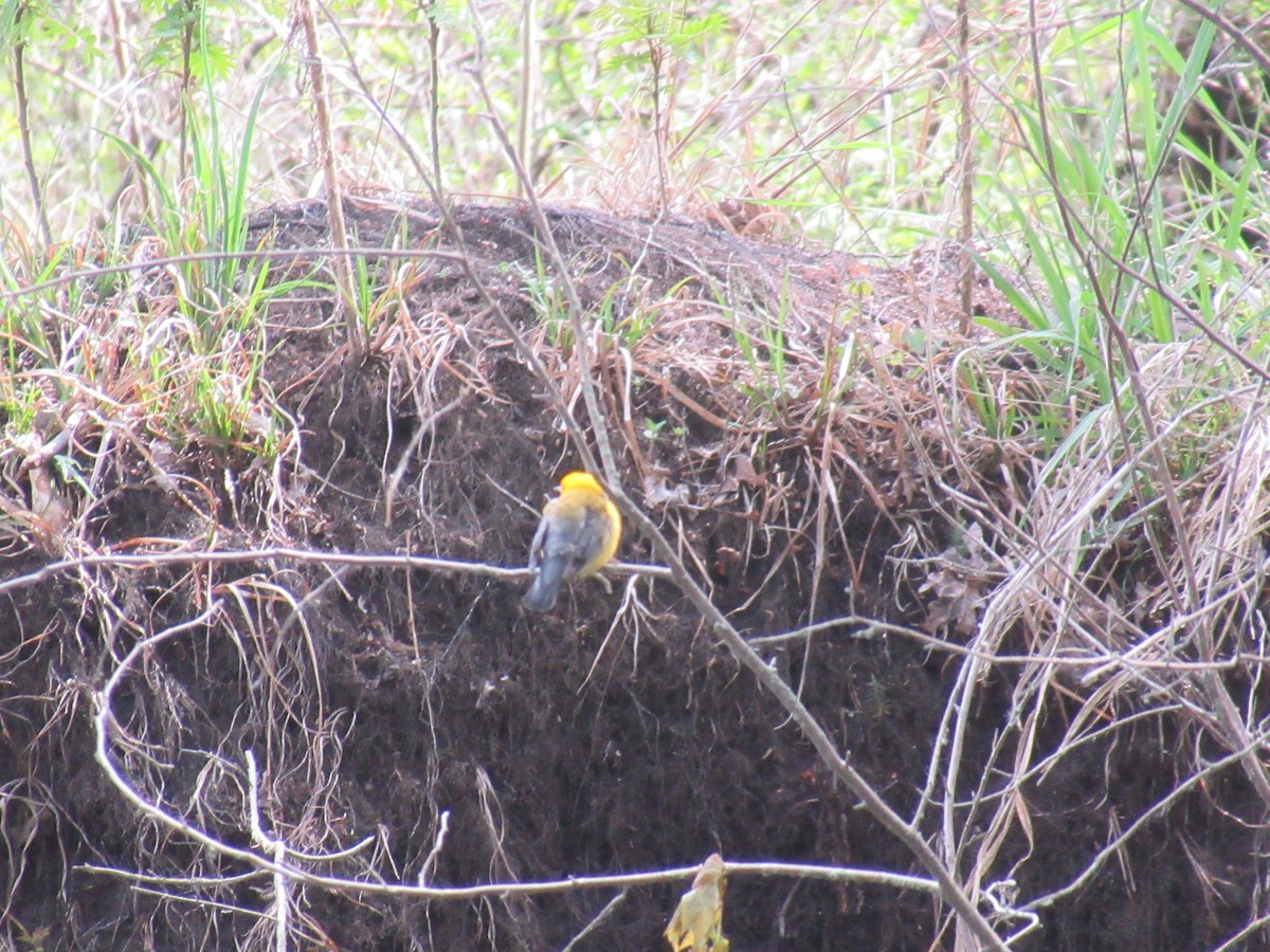 Prothonotary Warbler - ML573251941