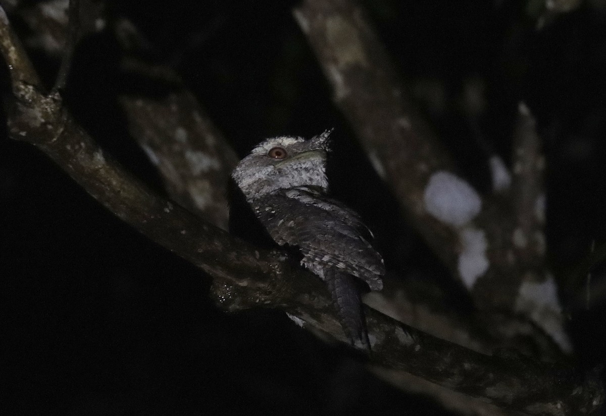 Marbled Frogmouth (Marbled) - ML573252501