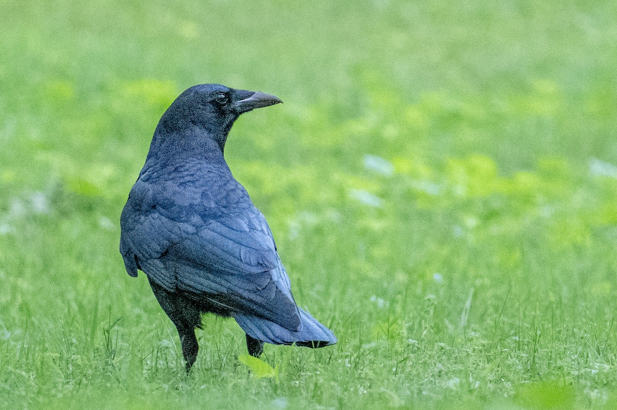 American Crow - ML573253721