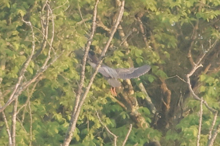 Green Heron - ML573254951