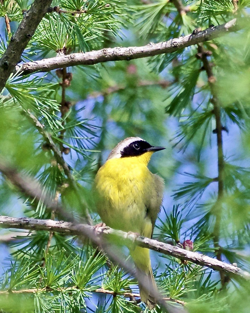 Common Yellowthroat - ML573255031