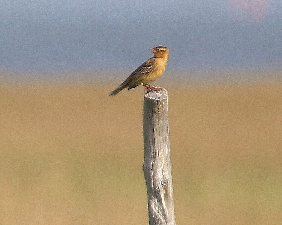 Bobolink - Robert Becker