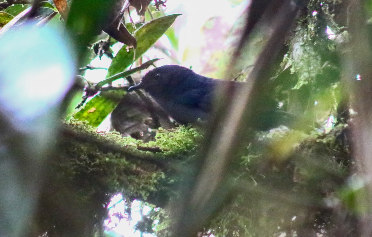 Blackish Tapaculo - ML573255611