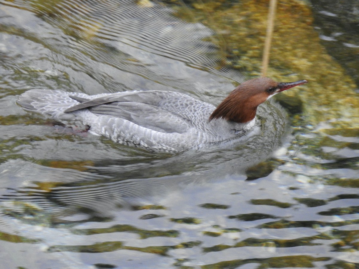 Common Merganser - ML573255641