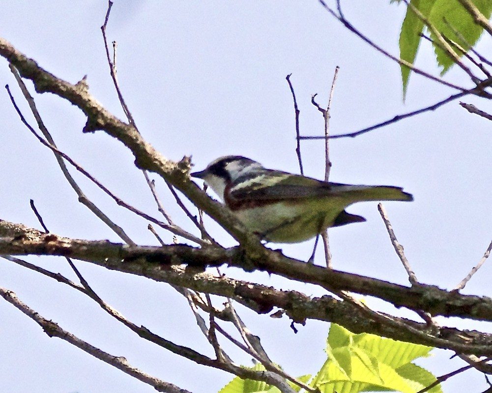 Gelbscheitel-Waldsänger - ML573255901