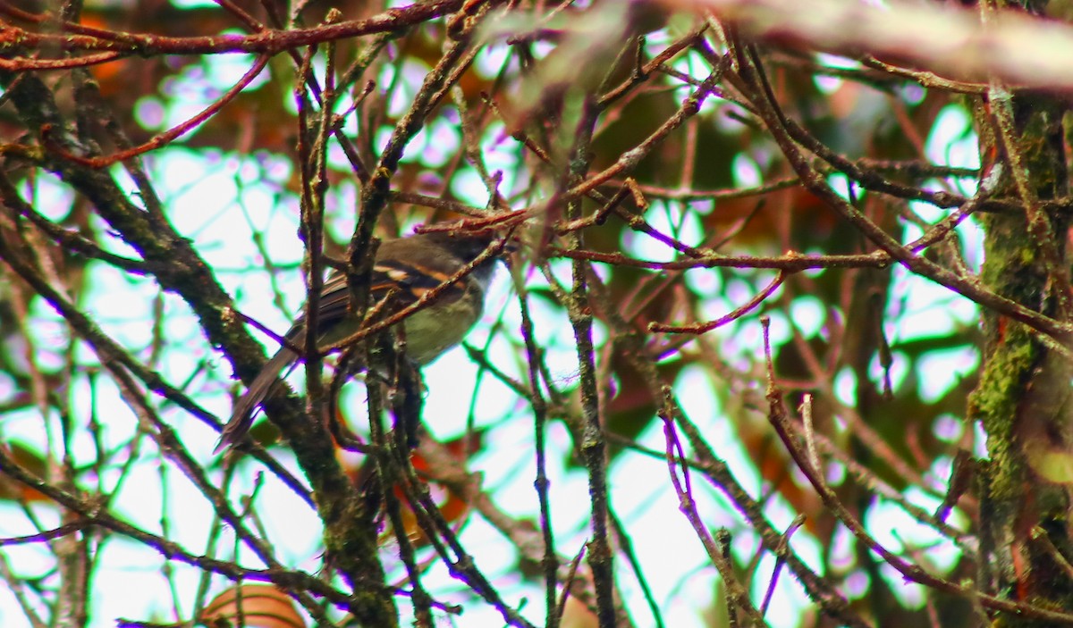 White-throated Tyrannulet - ML573256131