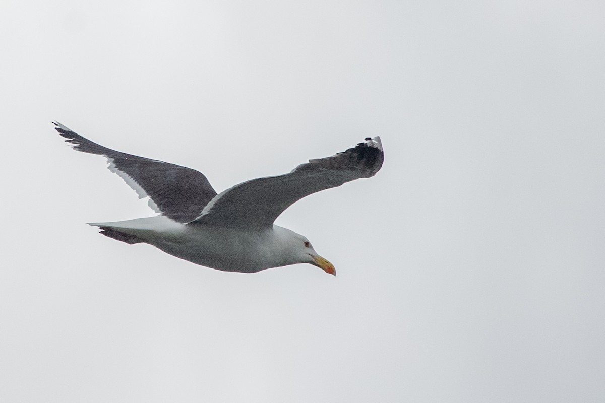 Great Black-backed Gull - ML573257001