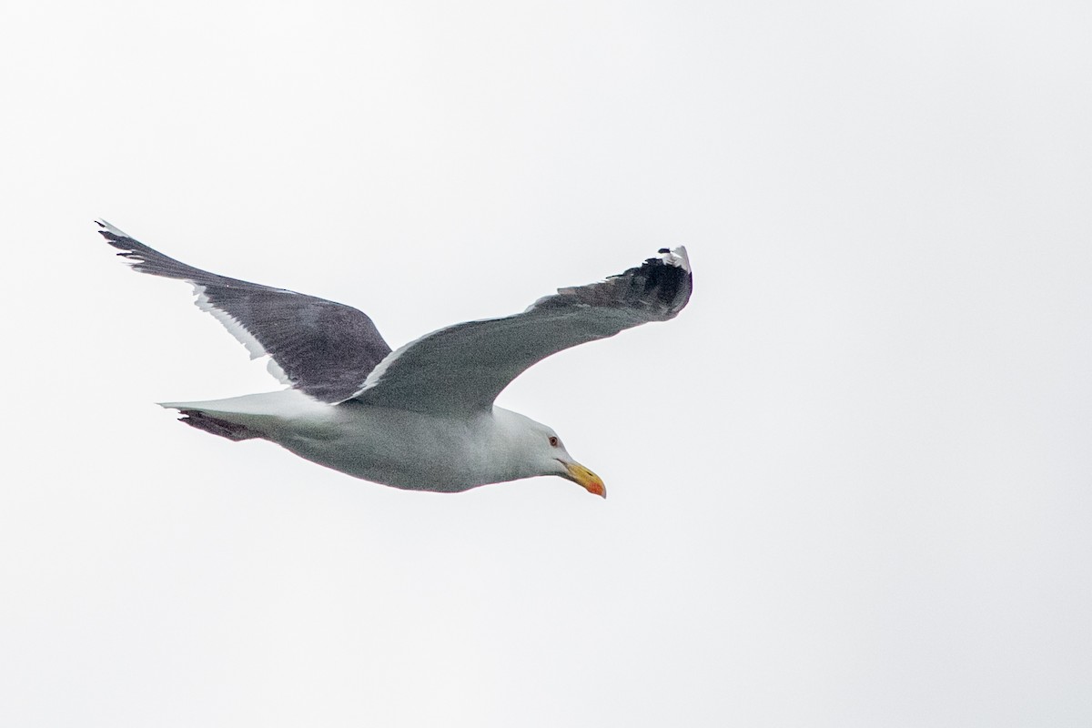 Great Black-backed Gull - Pablo Andrés Cáceres Contreras