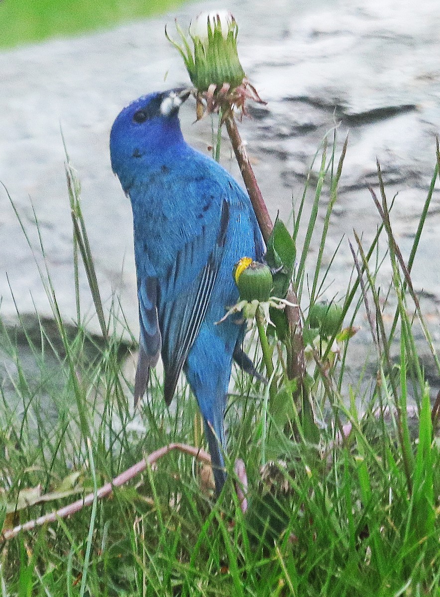 Indigo Bunting - Alec McCallum