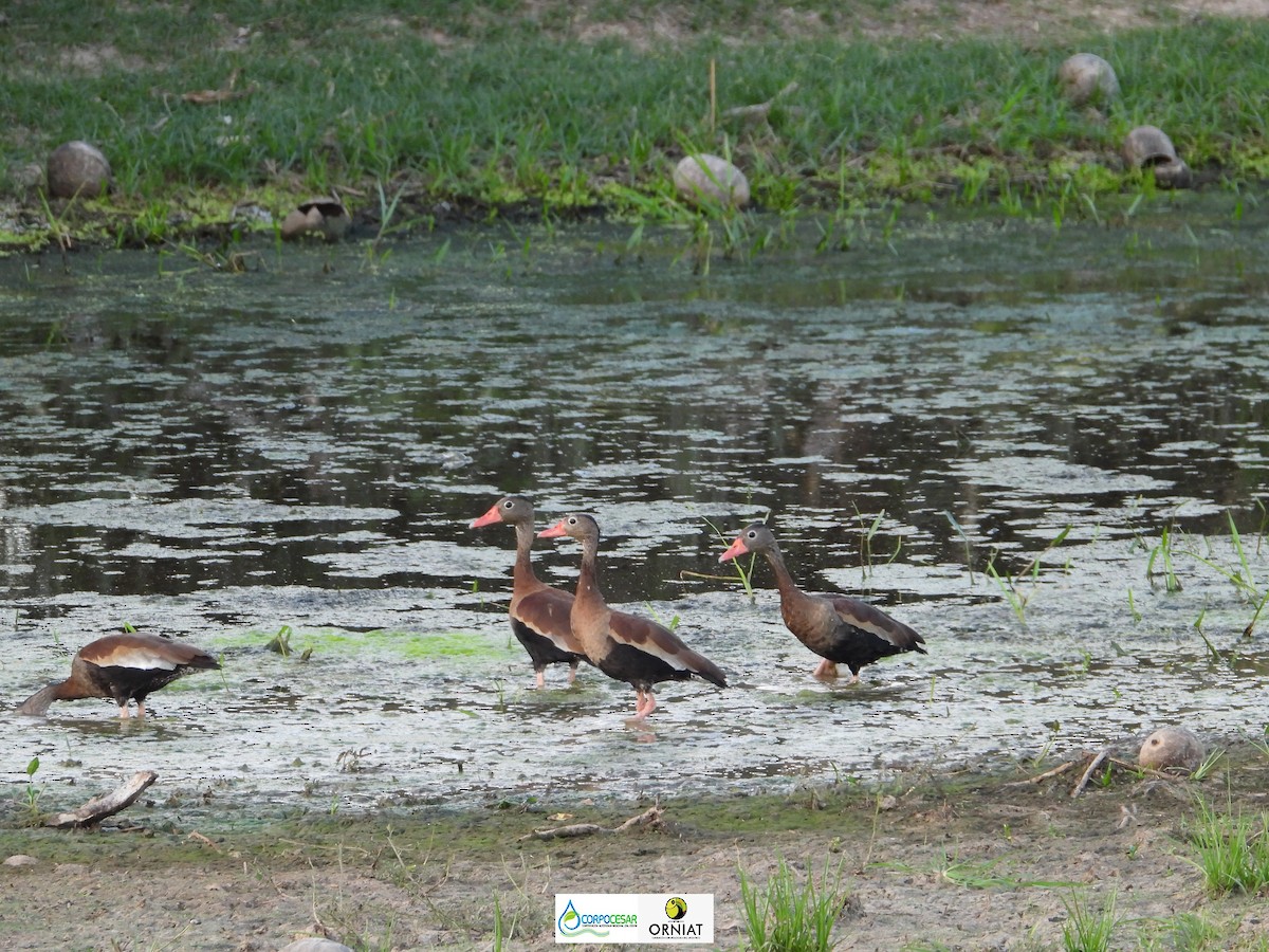 Black-bellied Whistling-Duck - Pablo Cesar Lagares Ortega