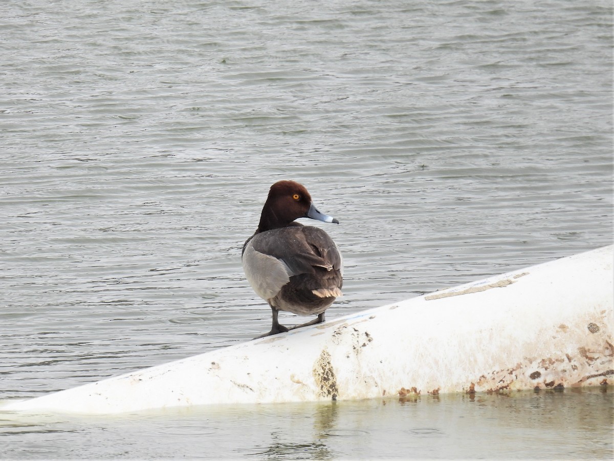 Ring-necked Duck - Chris Chappell