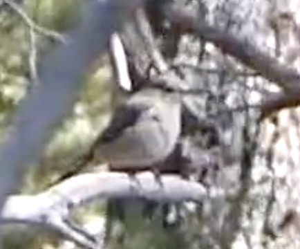 Townsend's Solitaire - ML573258641