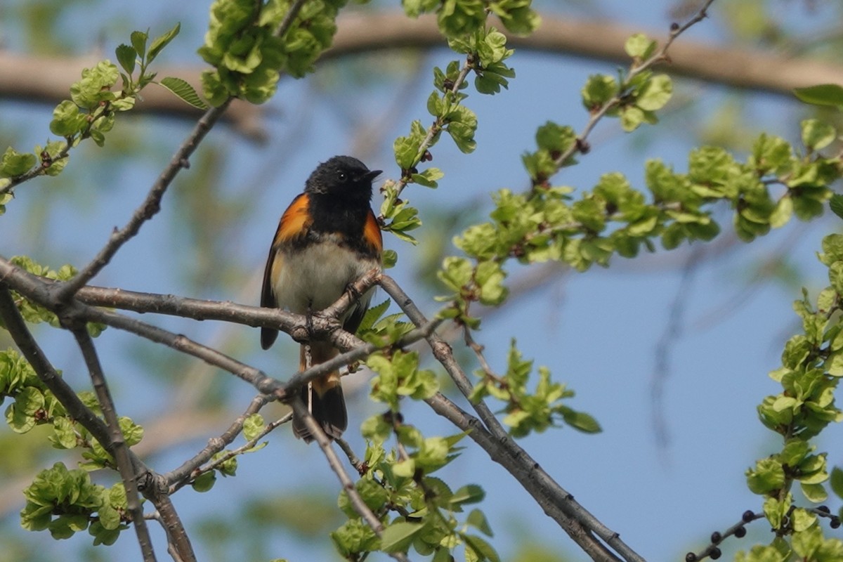 American Redstart - ML573259641