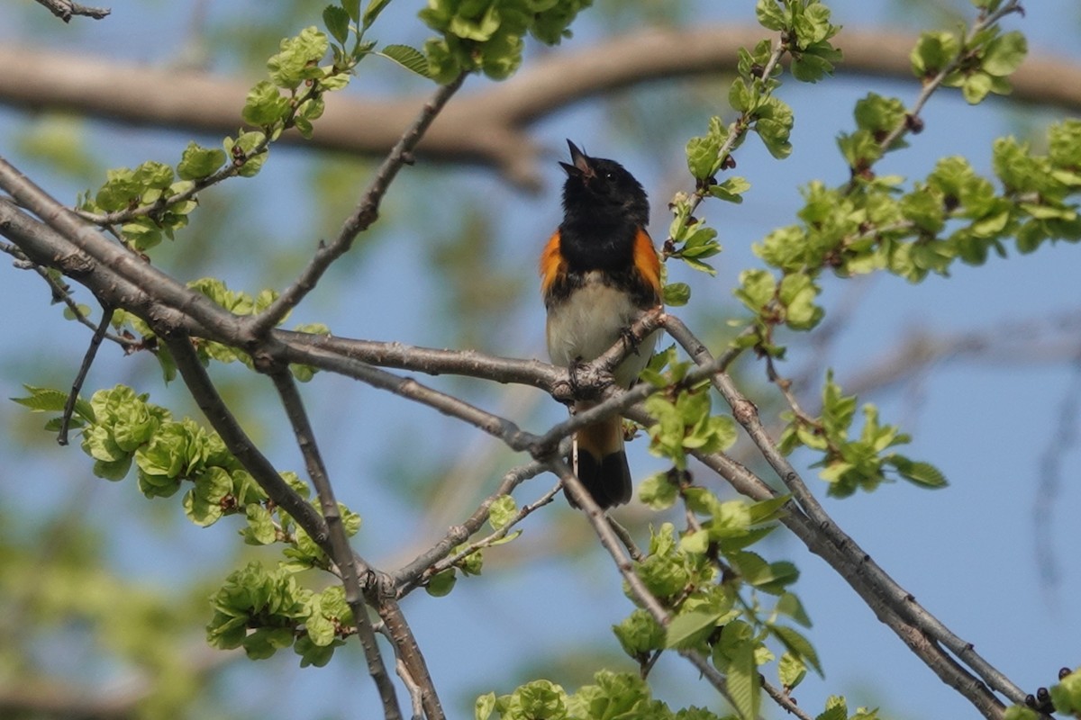 American Redstart - ML573259681