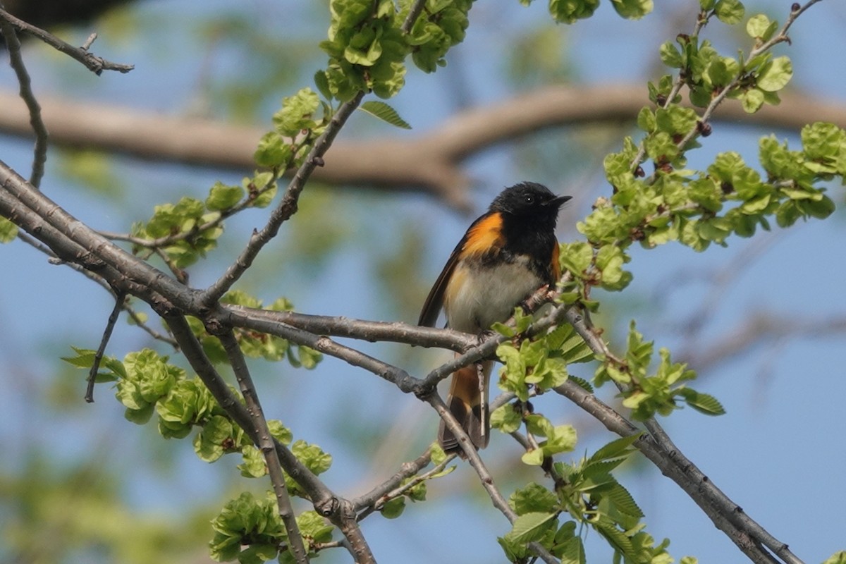 American Redstart - ML573259701