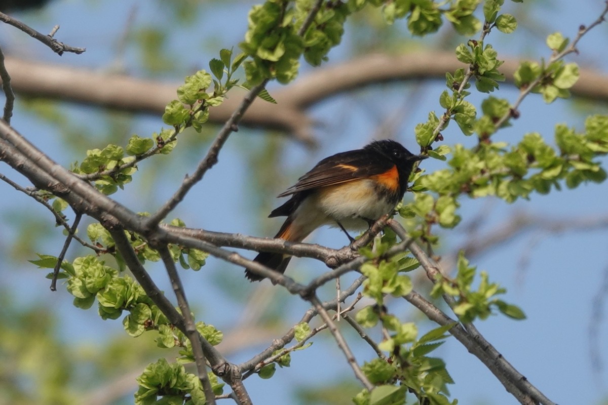 American Redstart - ML573259711