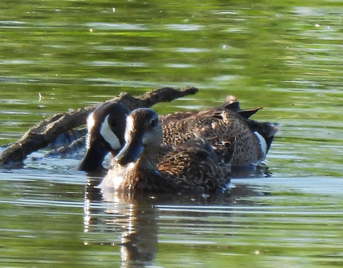 Blue-winged Teal - ML573259961
