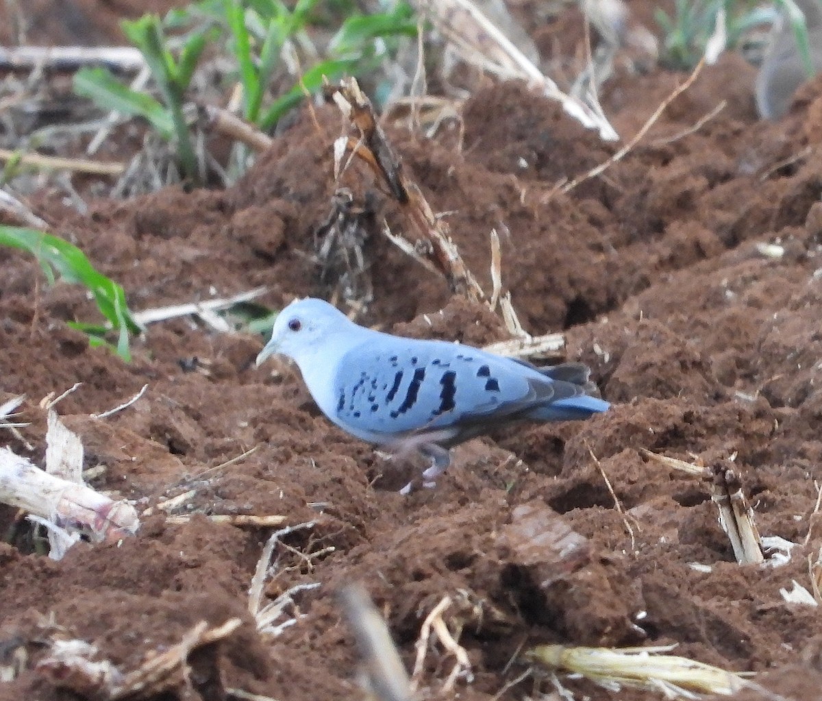 Blue Ground Dove - ML573260001