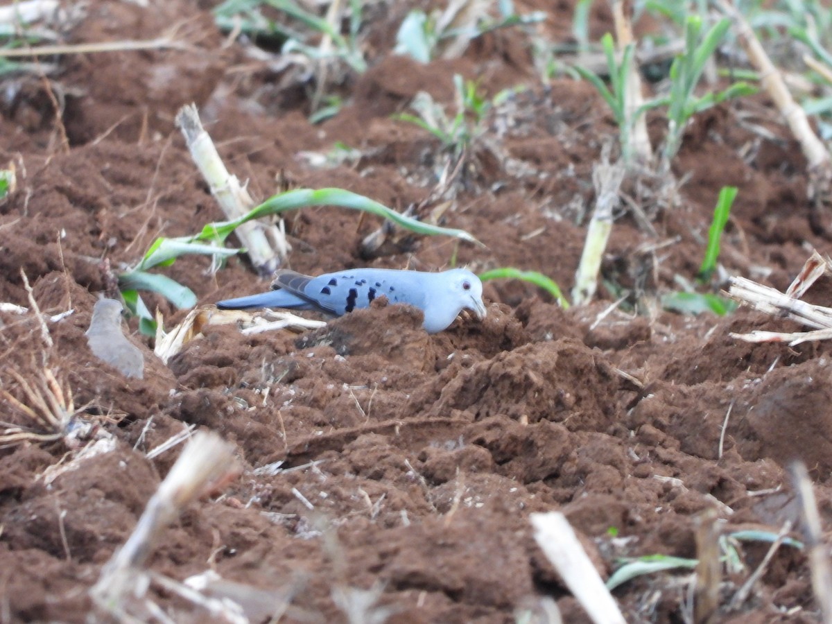 Blue Ground Dove - ML573260021