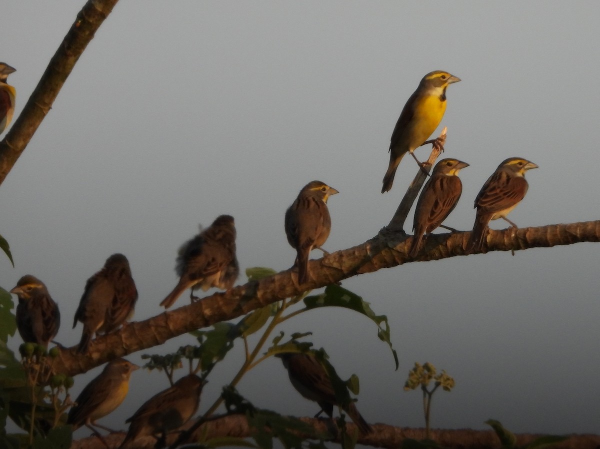 Dickcissel d'Amérique - ML573260201