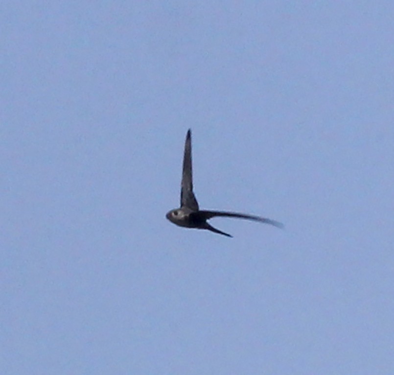 Fork-tailed Palm Swift - ML573261051