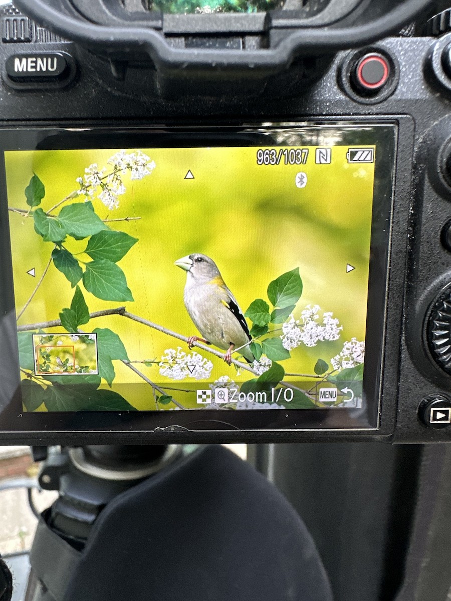 Evening Grosbeak - ML573261071