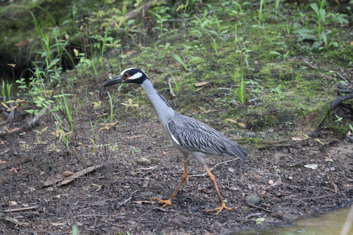 Yellow-crowned Night Heron - ML573261351