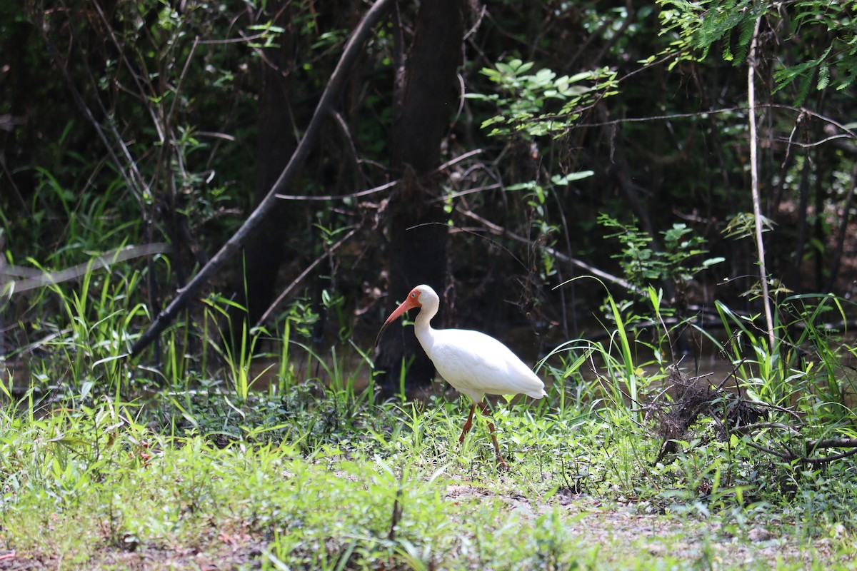 White Ibis - ML573261731