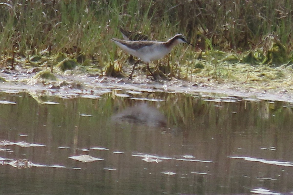 Wilson's Phalarope - ML573262341