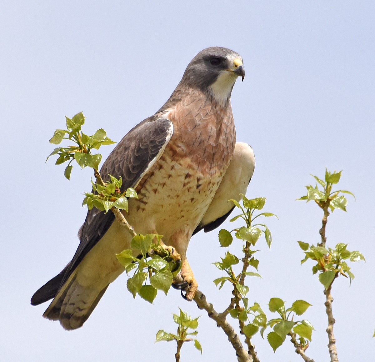 Swainson's Hawk - ML57326251