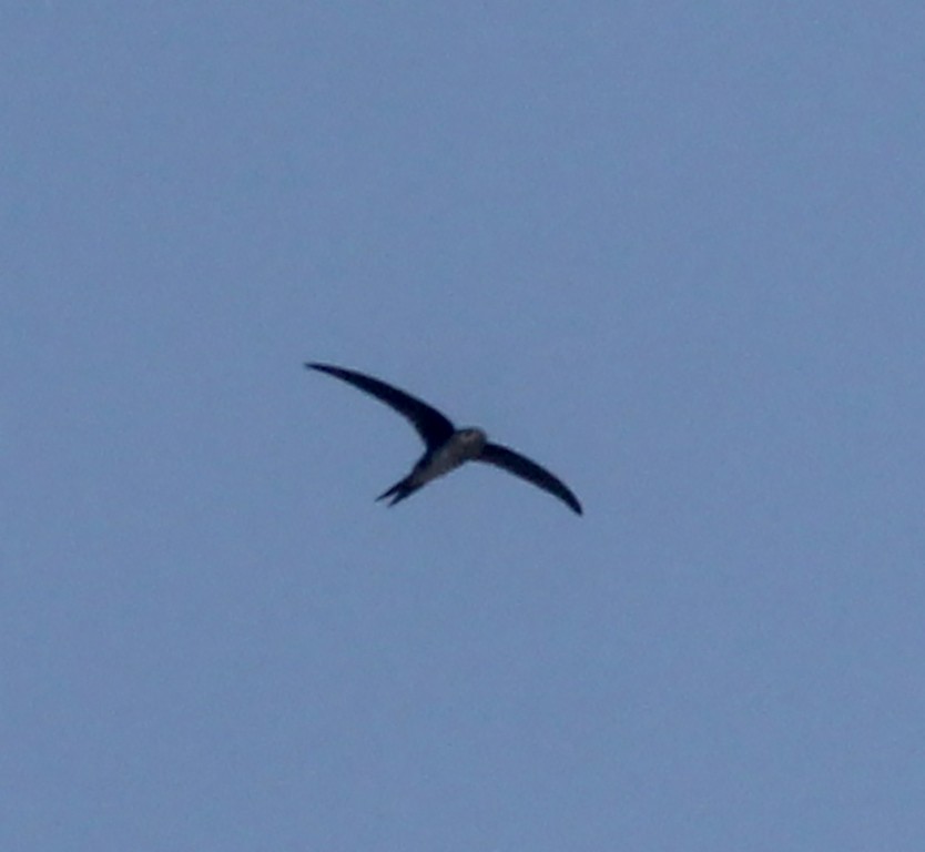 Fork-tailed Palm Swift - ML573263191