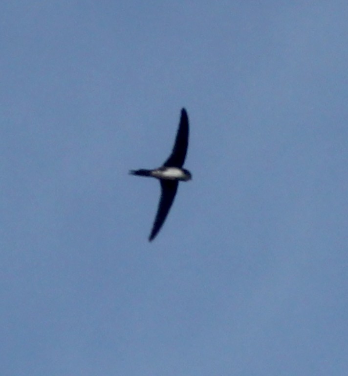 Fork-tailed Palm Swift - ML573263201