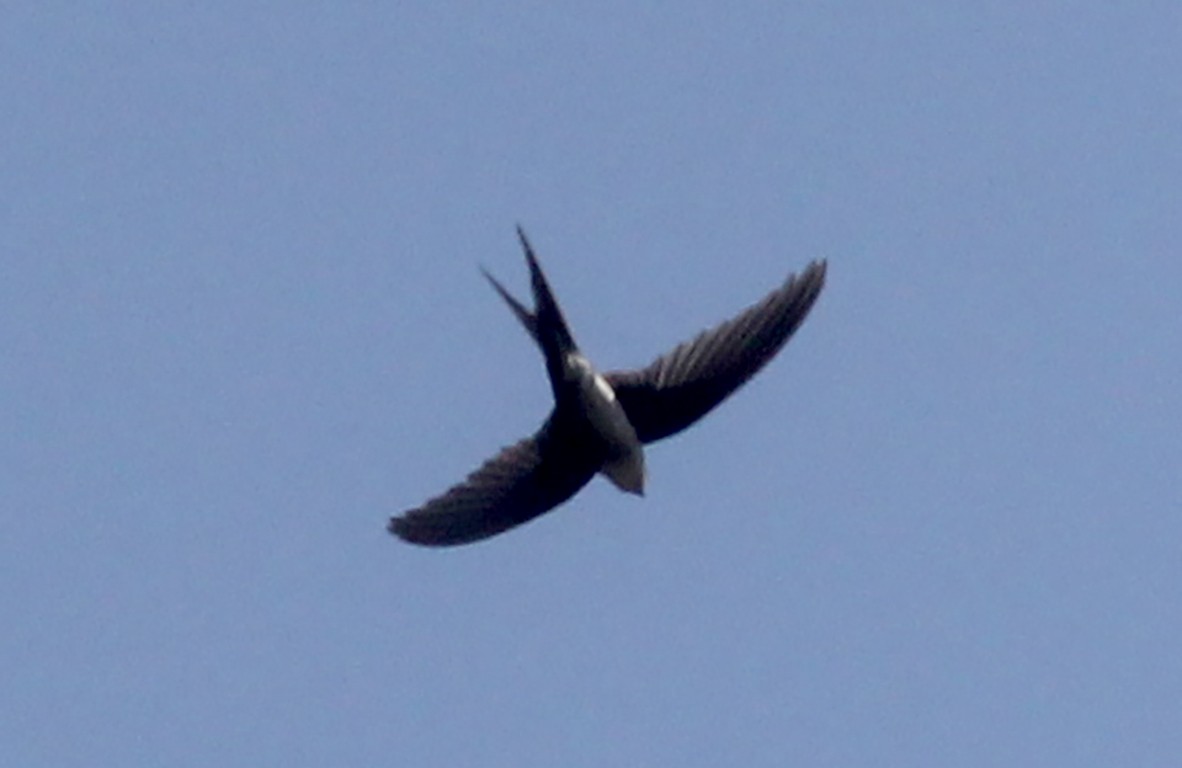 Fork-tailed Palm Swift - ML573263211