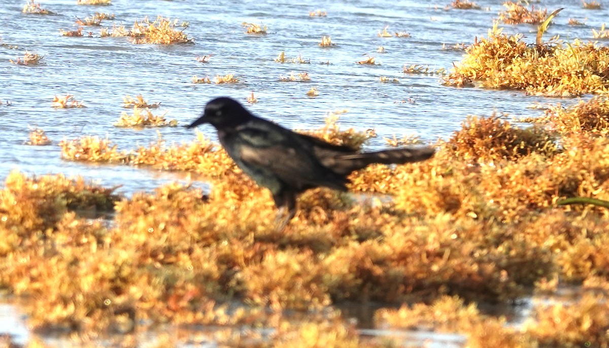 Boat-tailed Grackle - ML573264061