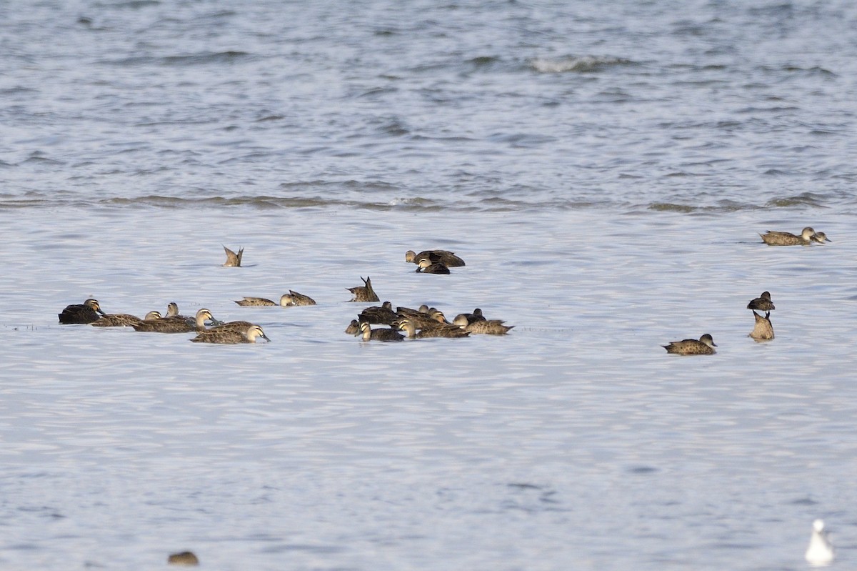 Canard à sourcils - ML573264081