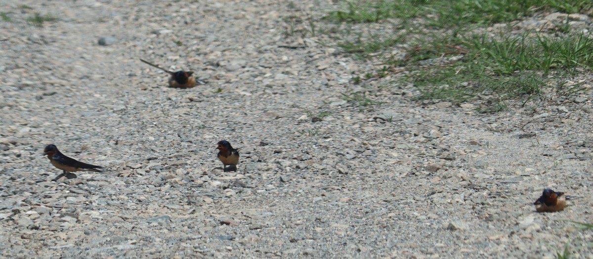 Barn Swallow - ML573265431