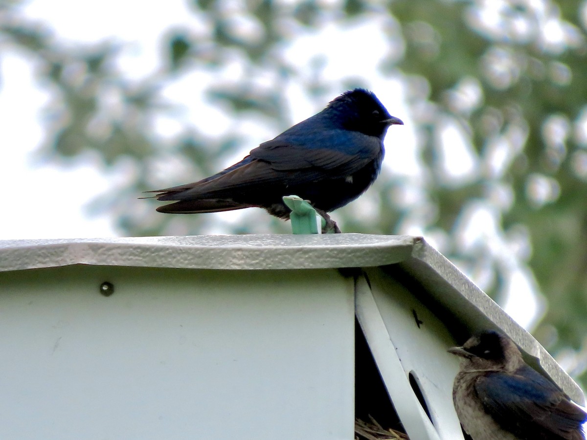 Purple Martin - ML573265491