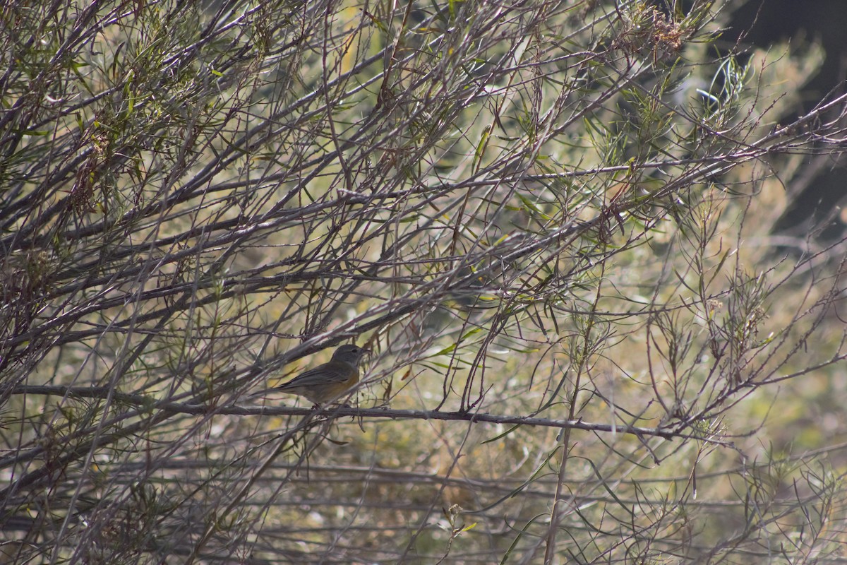 Gray-hooded Sierra Finch - ML573265831