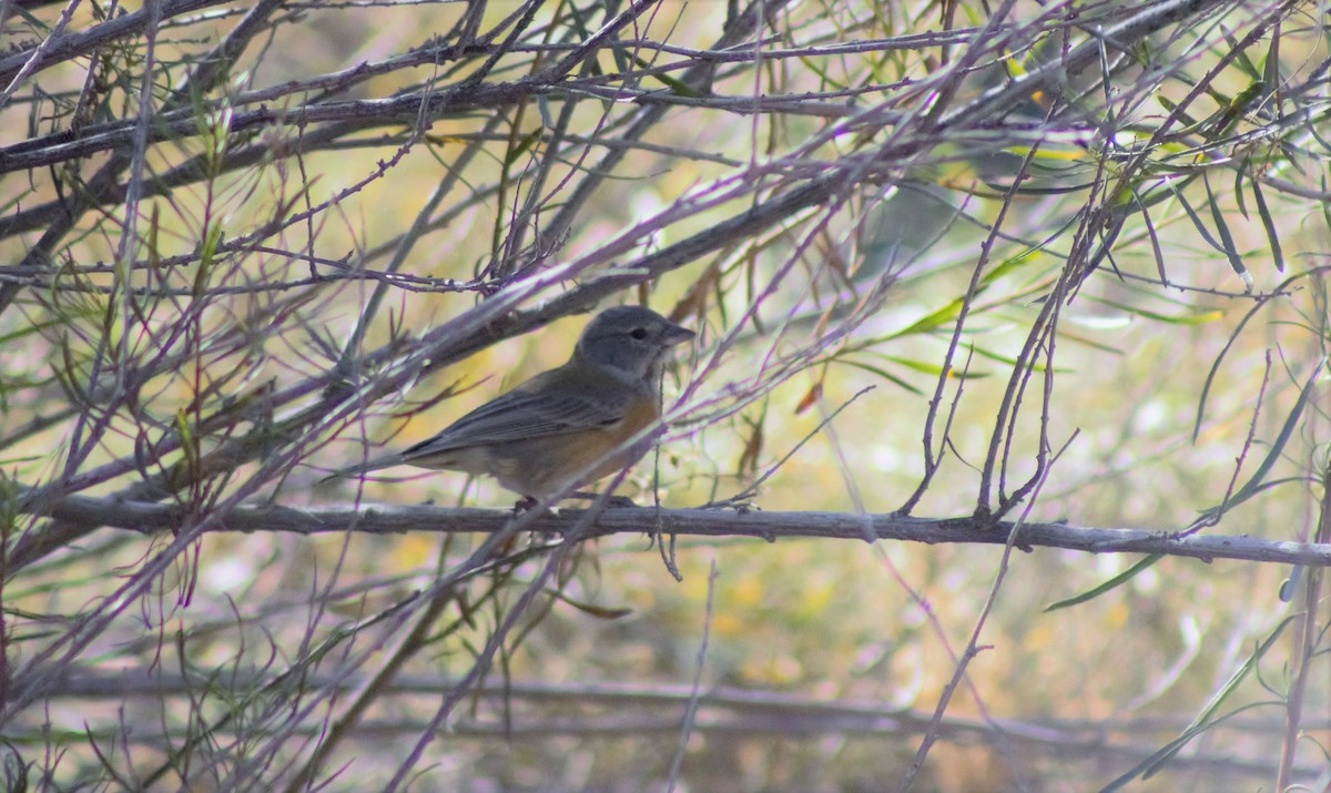 Gray-hooded Sierra Finch - ML573266371
