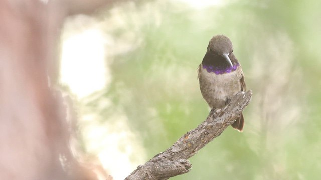 Colibri à gorge noire - ML573266501