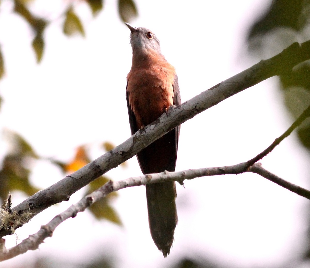 Plaintive Cuckoo - ML57326731