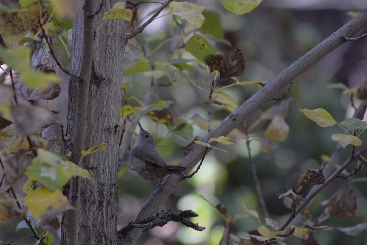 Southern House Wren - ML573267481