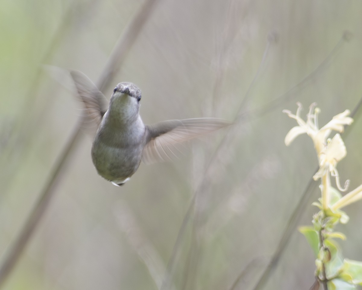 Ruby-throated Hummingbird - Gary Hofing