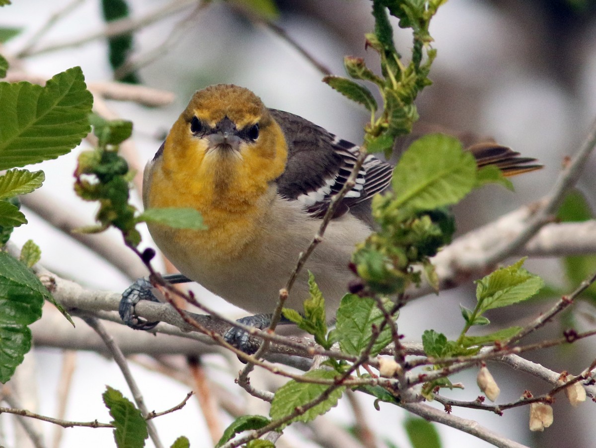 Oriole de Bullock - ML57327011